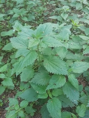 Urtica dioica