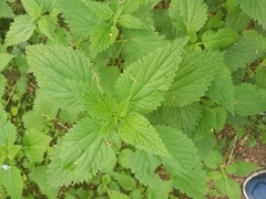 Urtica dioica