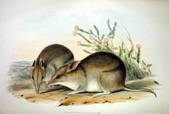 Western Barred Bandicoot photo 3