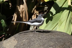 Motacilla clara