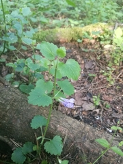 Glechoma hederacea