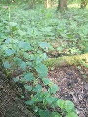 Glechoma hederacea