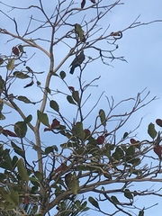 Patagioenas squamosa