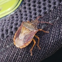 Dendrocoris