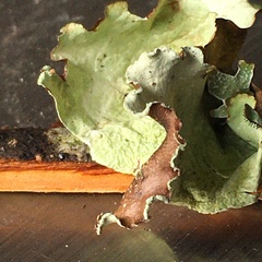 Cetrelia cetrarioides