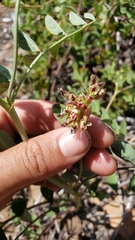 Hosackia crassifolia crassifolia