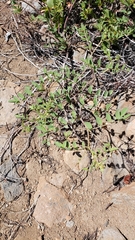 Hosackia crassifolia crassifolia