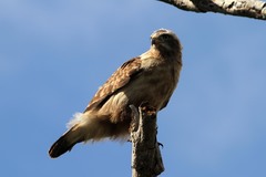 Circaetus cinerascens