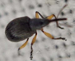 Protapion trifolii
