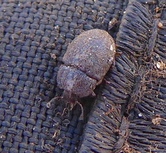 Coleoptera