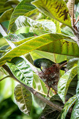 Saucerottia cyanocephala