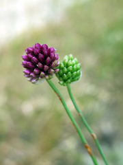 Allium sphaerocephalon