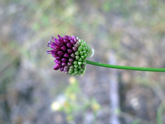 Allium sphaerocephalon
