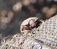 Coleoptera