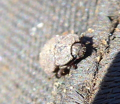 Coleoptera