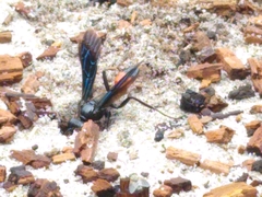Palmodes dimidiatus
