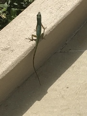 Anolis aeneus