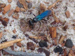 Palmodes dimidiatus