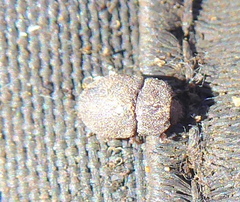 Coleoptera