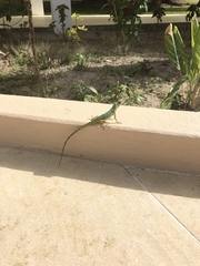 Anolis aeneus