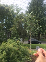 Betula utilis jacquemontii