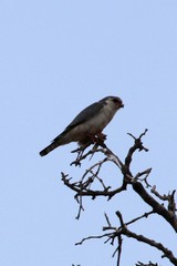 Polihierax semitorquatus