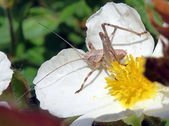 Thyreonotus bidens
