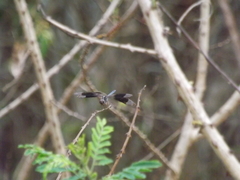 Erythrodiplax umbrata