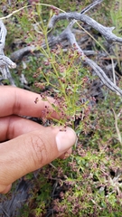 Galium bolanderi