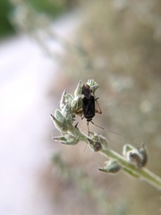 Closterotomus annulus