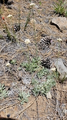 Antennaria argentea