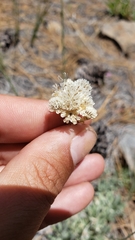 Antennaria argentea