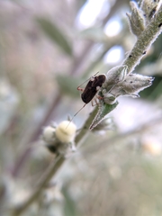 Closterotomus annulus