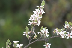 Leptospermum glaucescens