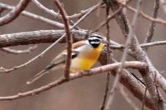 Emberiza flaviventris