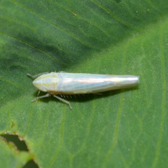 Dikraneura angustata