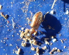 Anthicini