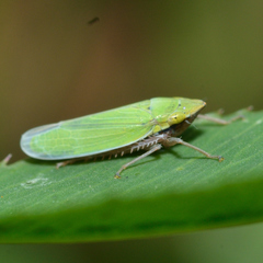 Draeculacephala balli