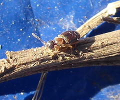 Anthicini