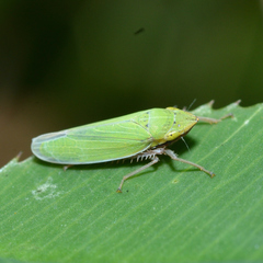 Draeculacephala balli