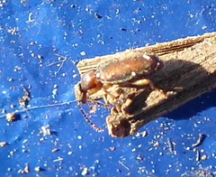 Anthicini