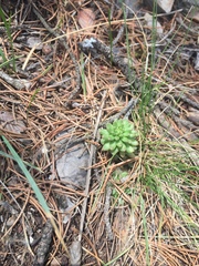 Villadia aristata