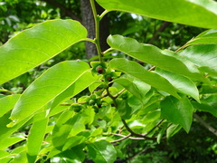 Diospyros duclouxii