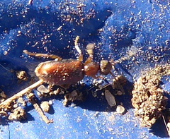 Anthicini