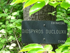 Diospyros duclouxii