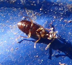 Anthicini