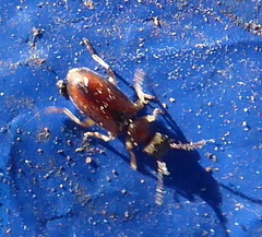 Anthicini