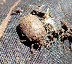 Podopini