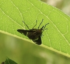 Chrysops moechus