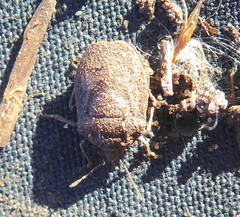 Podopini